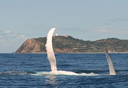 Byron Bay Whale Watching - Attractions 3