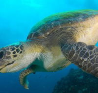 Byron Bay Dive Centre - Attractions