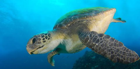 Byron Bay Dive Centre - Attractions 0