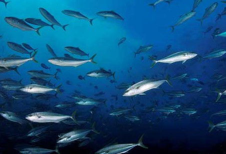 Byron Bay Dive Centre - Attractions 2