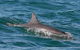 Byron Bay Dolphin Wildlife Tours - thumb 0