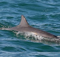 Byron Bay Dolphin Wildlife Tours - Attractions