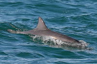 Byron Bay Dolphin Wildlife Tours