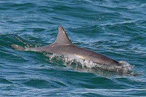 Byron Bay Dolphin Wildlife Tours - Attractions 0