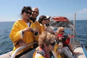 Byron Bay Dolphin Wildlife Tours - Attractions 2