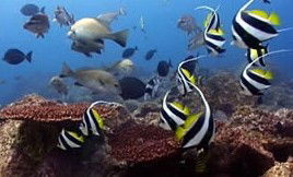 Byron Bay Dolphin Wildlife Tours - Attractions 3