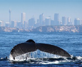 Bass & Flinders Cruises - Attractions 1