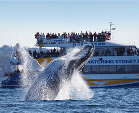 Bass & Flinders Cruises - Attractions 0