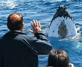 Bass & Flinders Cruises - Attractions 3