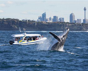 Bass & Flinders Cruises - Attractions 2