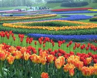 Botanica World Discoveries