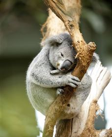 VIP Aussie Gold - Attractions 1