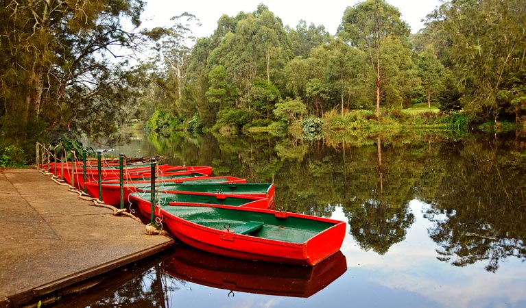 Lane Cove National Park Sydney City