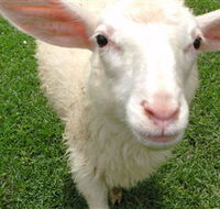 Golden Ridge Animal Farm - Attractions
