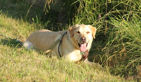 Rouse Hill Regional Park - Attractions 1