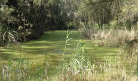 Second Ponds Creek walk
