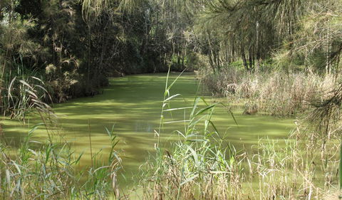 Second Ponds Creek Walk - Attractions 0