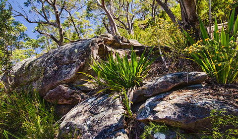 Canoelands Ridge Walking Track - Attractions 1