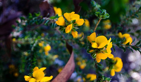 Canoelands Ridge Walking Track - Attractions 2
