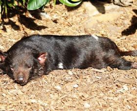 Symbio Wildlife Park - Attractions 0