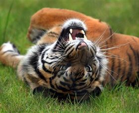 Symbio Wildlife Park - Attractions 6