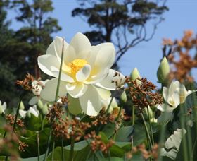 Mt Penang Gardens - Attractions 2