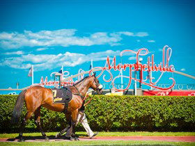 Morphettville Racecourse - Attractions 3