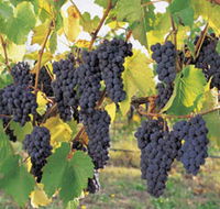 Hills Short Wine and Food Trail - Attractions