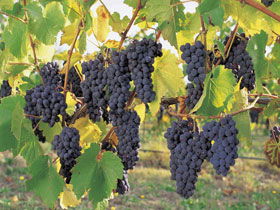 Hills Short Wine And Food Trail - Attractions 0