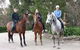 Academy Of Dressage - thumb 0