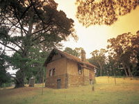 Heysen - The Cedars