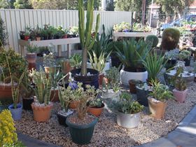 Cactus Creations - Attractions 1