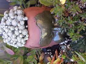 Cactus Creations - Attractions 2