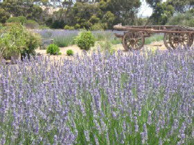 Emu Bay Lavender - Attractions 3