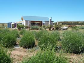 Emu Bay Lavender - Attractions 1