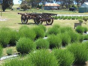 Emu Bay Lavender - Attractions 2