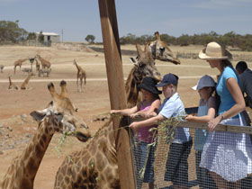 Monarto Open Range Zoo - Attractions 0