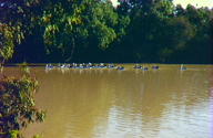 Warrego River Walk - Attractions 3