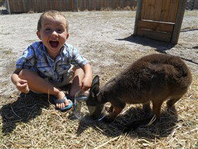 Animal Farm Goolwa - Attractions 0