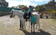 Animal Farm Goolwa - thumb 2