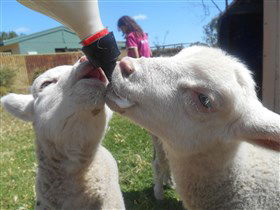 Animal Farm Goolwa - Attractions 1