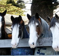 Victor Harbor Horse Drawn Tramway - Attractions