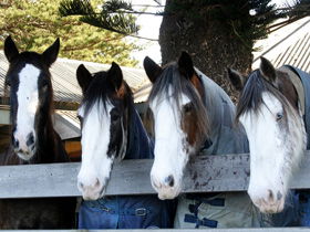 Victor Harbor Horse Drawn Tramway - Attractions 0