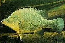 Charleville - Bakers Bend Warrego River Fishing Spot - Attractions 2