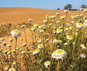 Perry Sandhills - Attractions 1