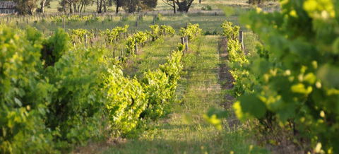 Bell River Estate Winery - Attractions 3