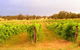 Bell River Estate Winery - thumb 7