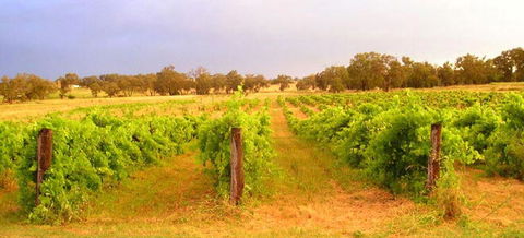 Bell River Estate Winery - Attractions 7