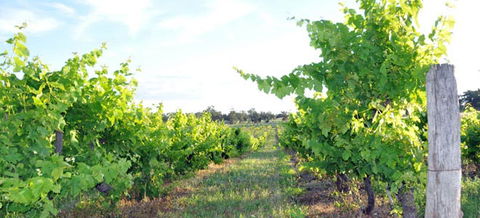 Bell River Estate Winery - Attractions 8