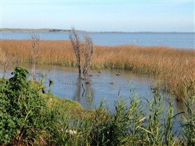 Meningie's Pelican Path - Yunti Ngopun Ngami - Attractions 3